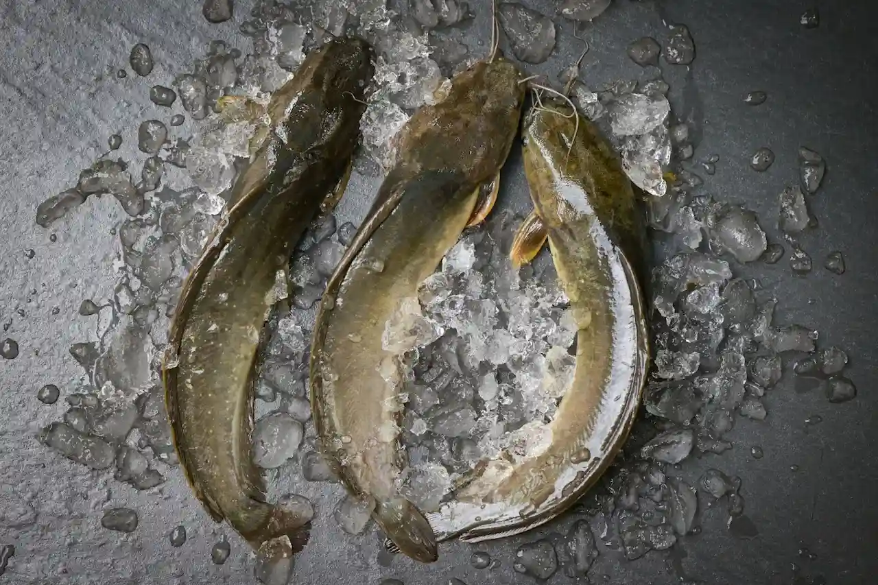 ikan air tawar yang mengandung protein tinggi